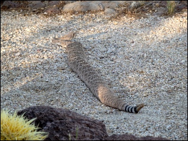 rattlesnake stretched out and relaxed